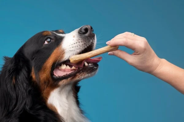 Raw Dog Food Diet: Benefits & Risks?
