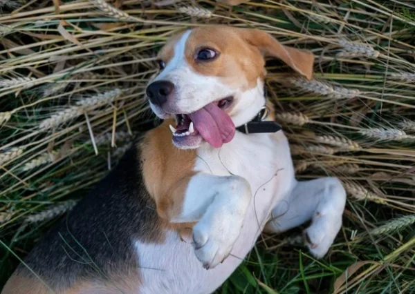 benefits of grain in dog foods