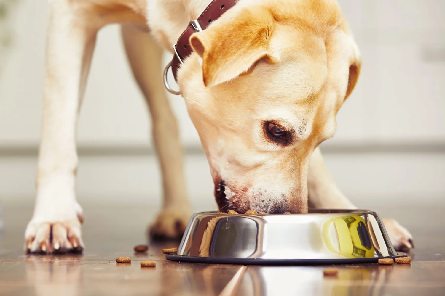 cheap and of good quality dog food.