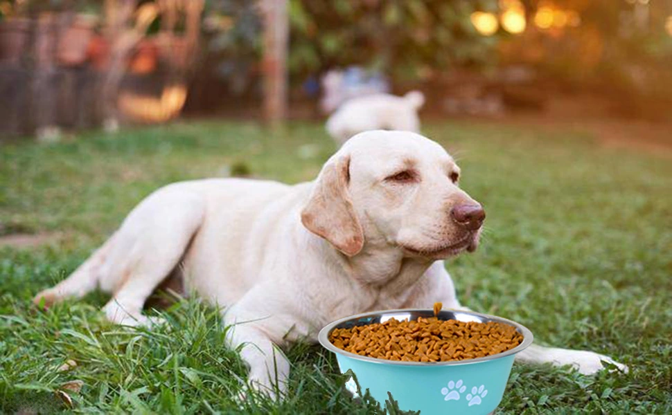 Whether you’re starting your pup on fresh food for the first time or searching for a new provider, these five dog food suppliers are leading the way with premium products and excellent service.
