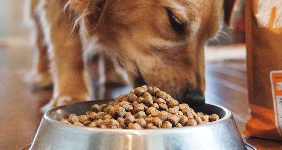 the best dog food delivery service in the USA