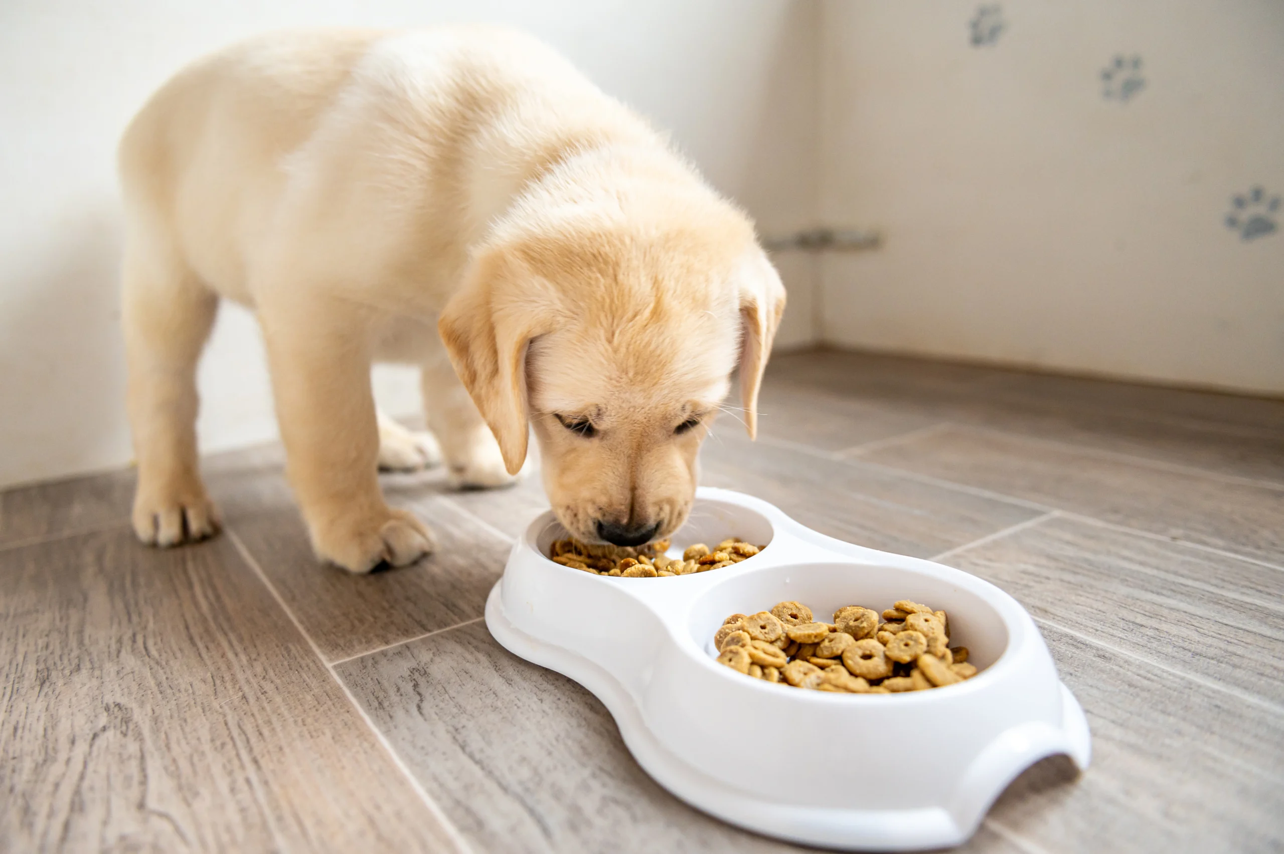 trusted dog food brands